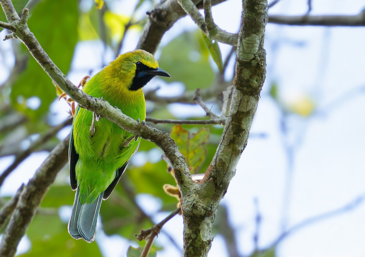 Blue-winged Leafbird - ML645887797