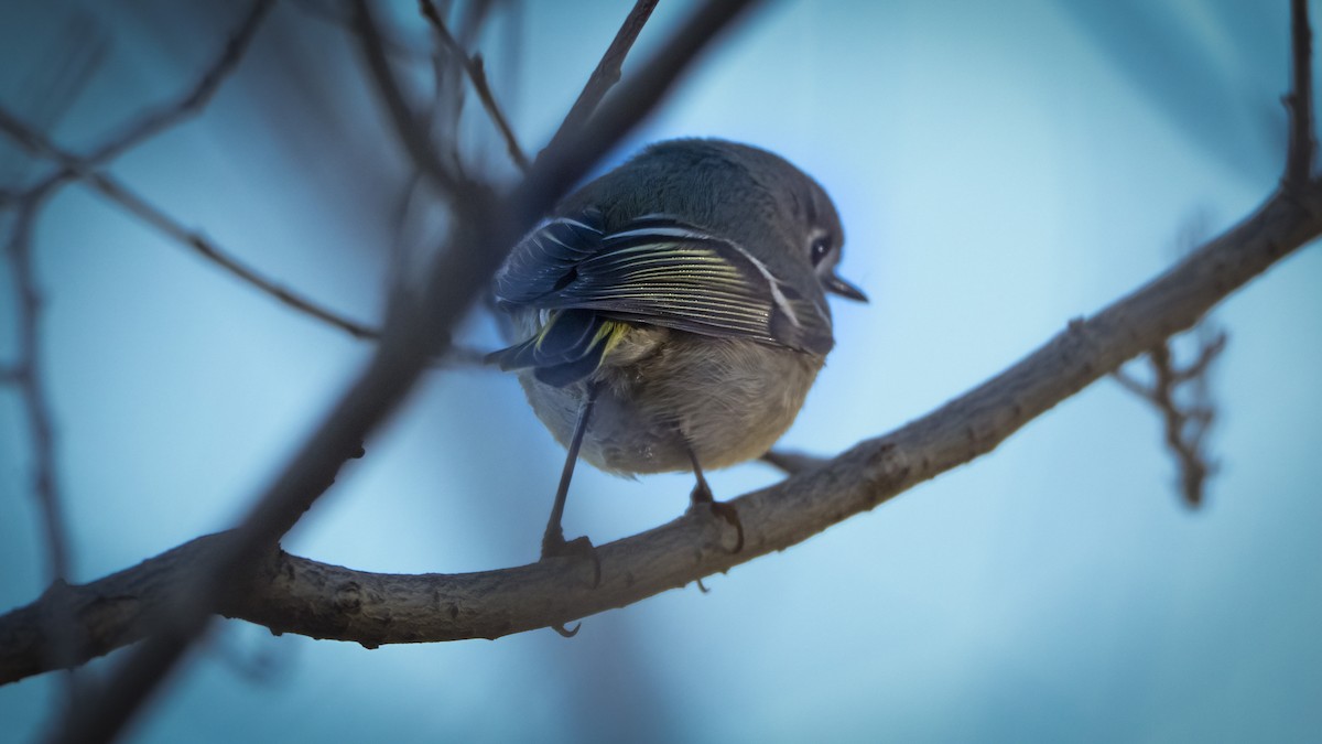Ruby-crowned Kinglet - ML645887798