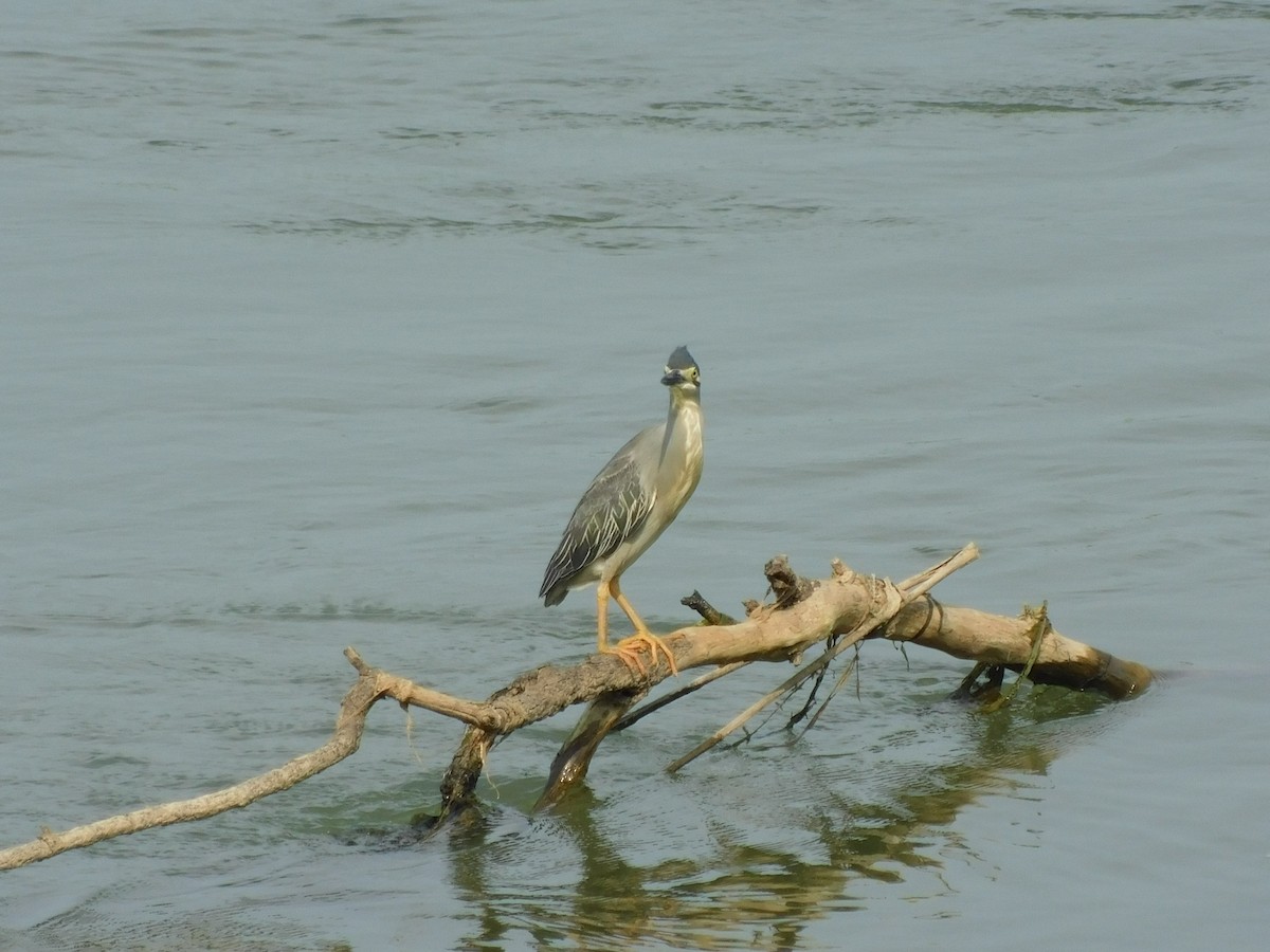 Little Heron - ML645887799
