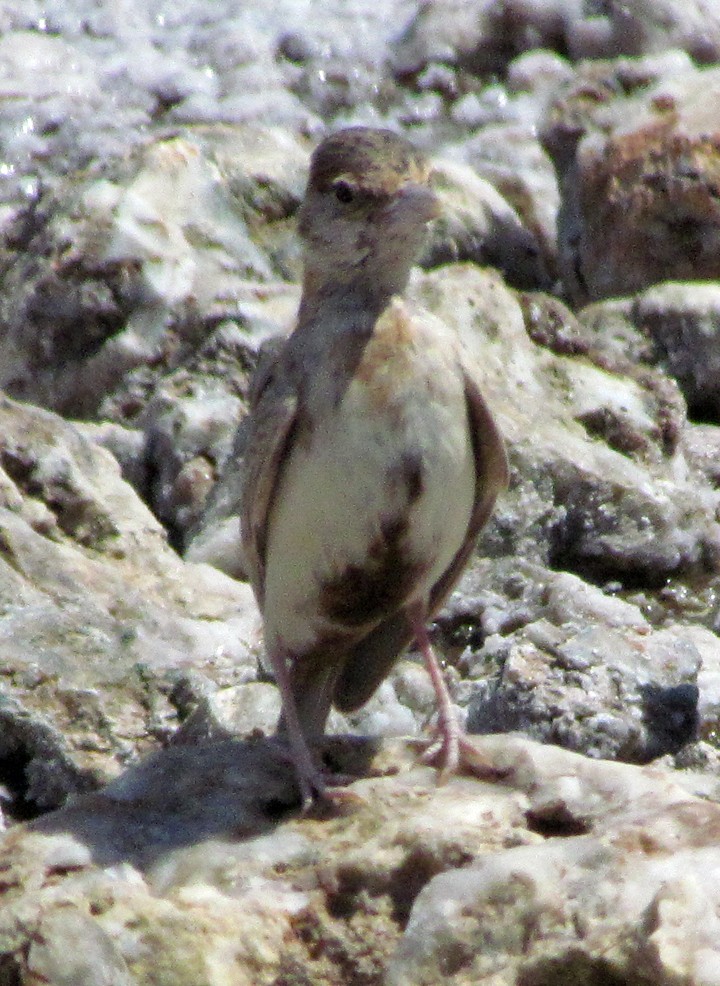 Fischer's Sparrow-Lark - ML645887802
