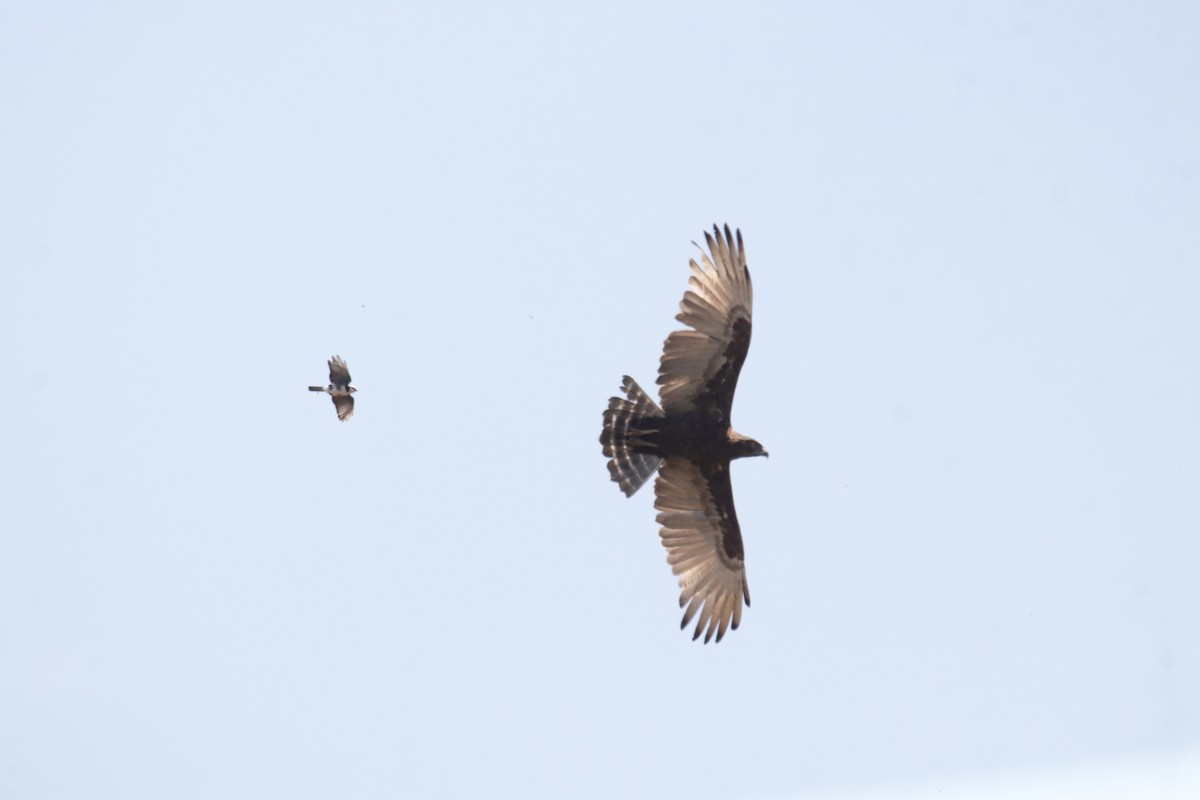 Brown Snake-Eagle - ML645887805