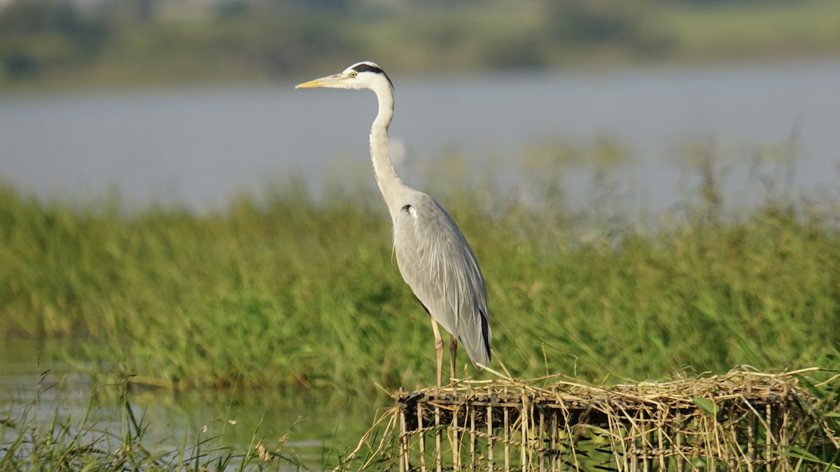 Gray Heron - ML645887812