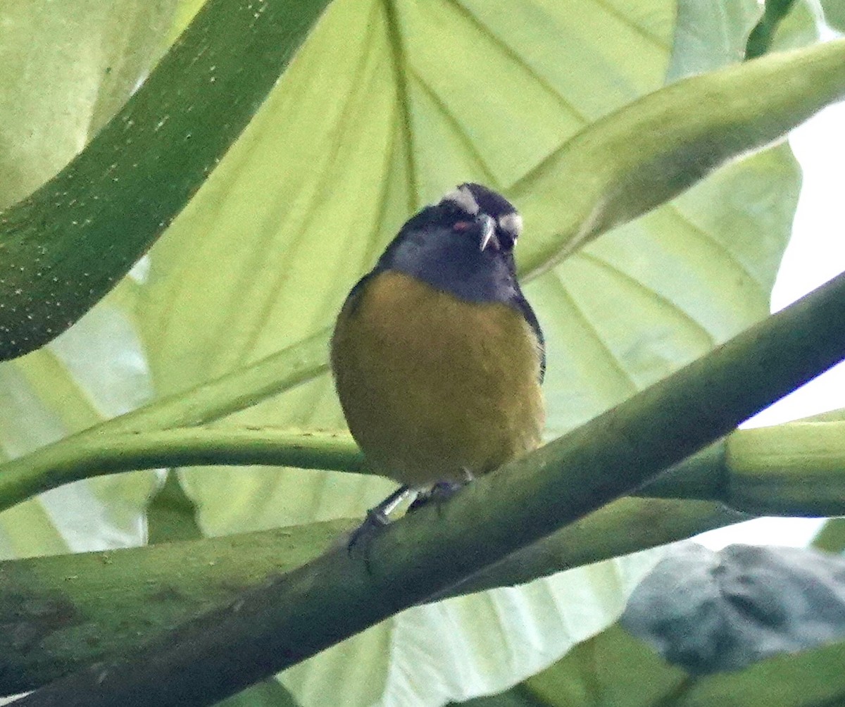 Bananaquit (Puerto Rico) - ML645887813