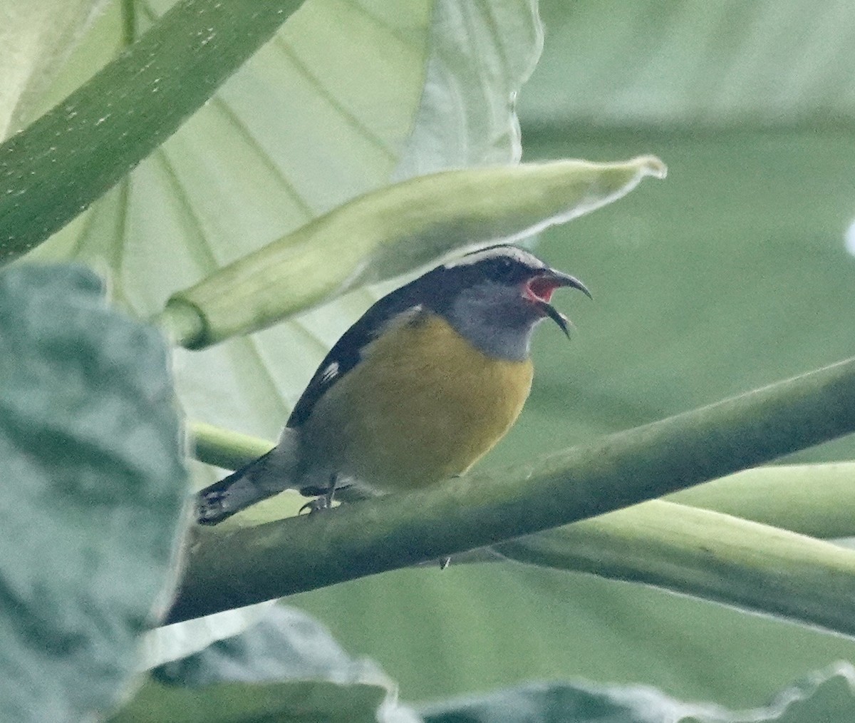 Bananaquit (Puerto Rico) - ML645887814