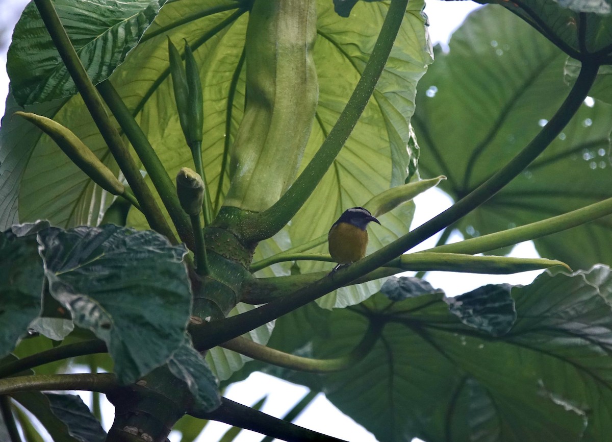 Bananaquit (Puerto Rico) - ML645887815