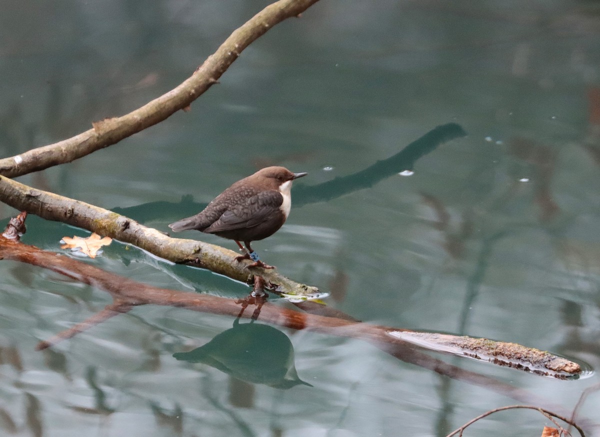 White-throated Dipper - ML645887817