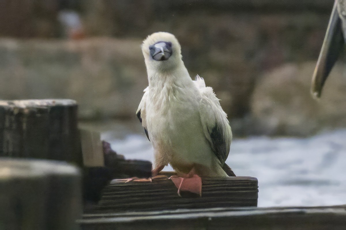 Red-footed Booby - ML645887823