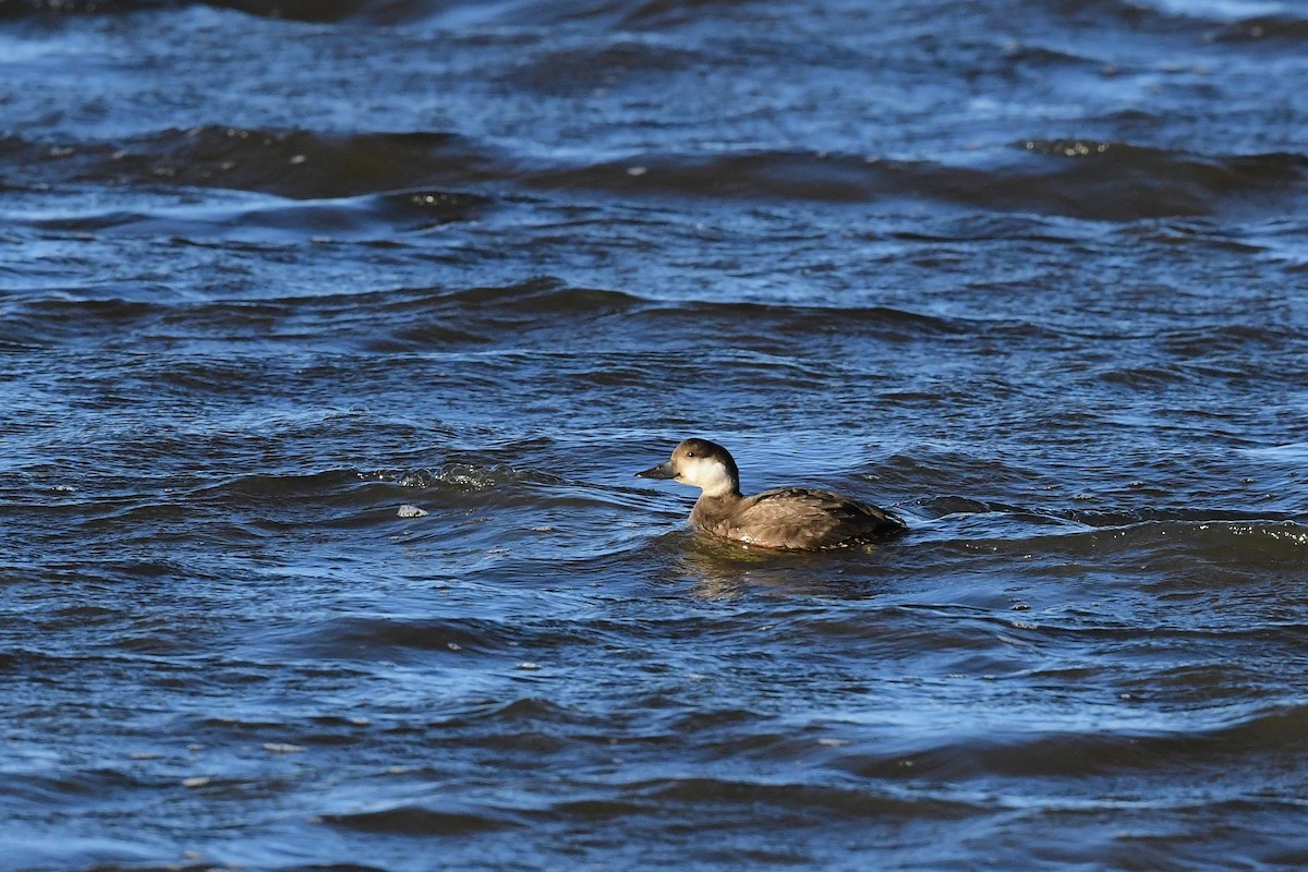 Common Scoter - ML645887824