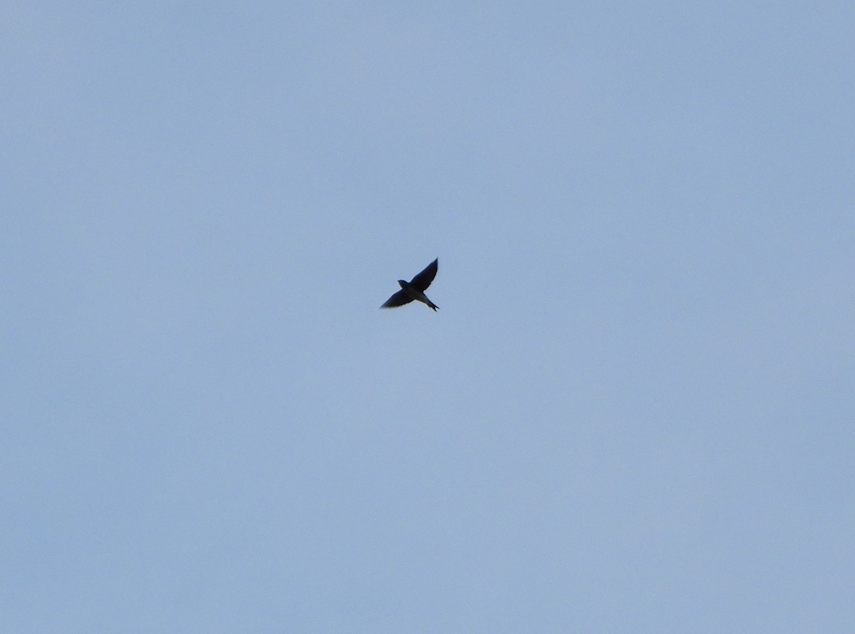 Gray-breasted Martin - ML645887828