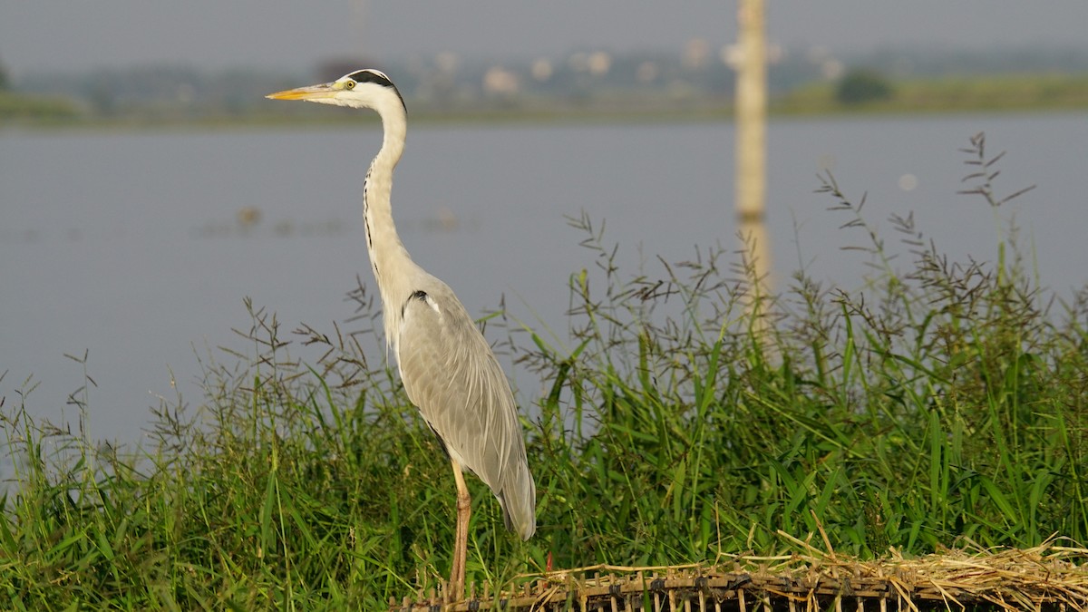 Gray Heron - ML645887829