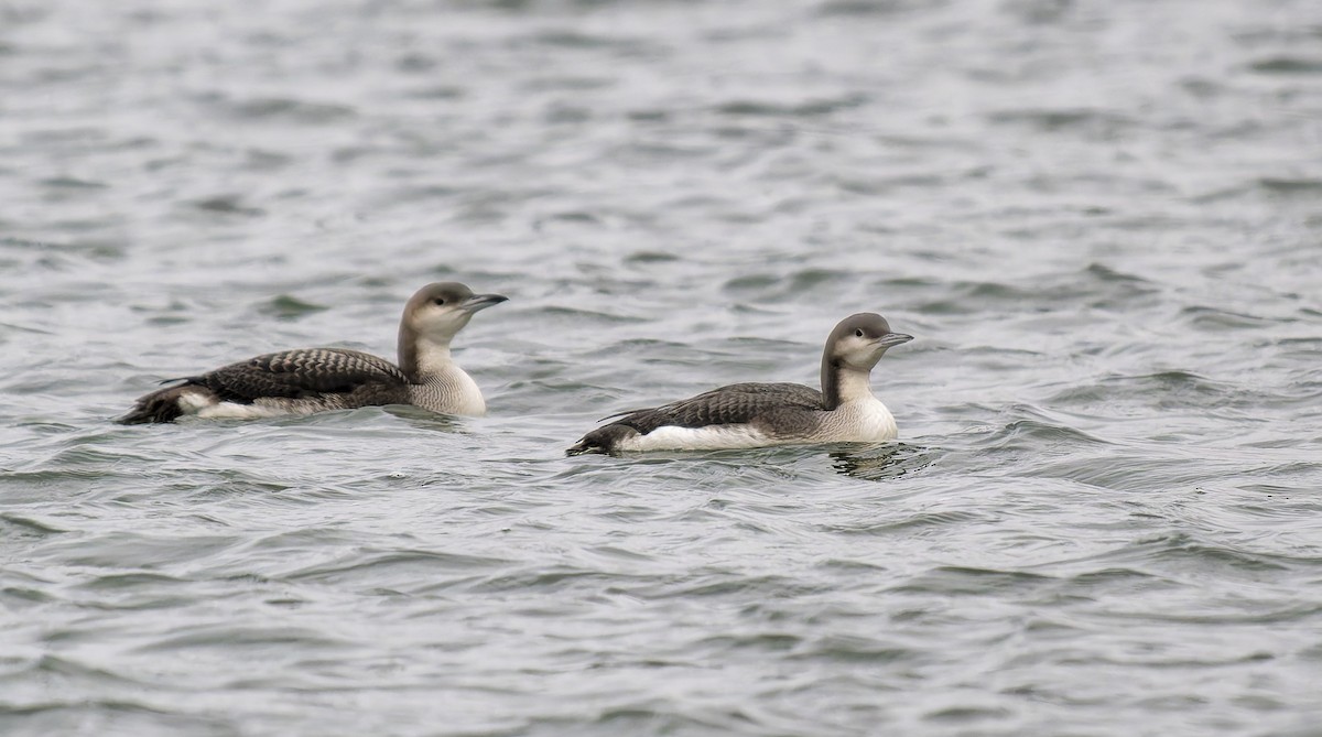 Arctic Loon - ML645887831