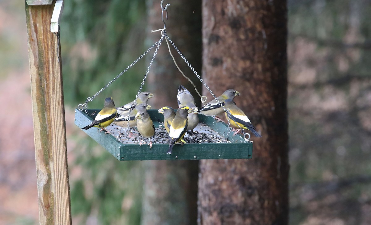 Evening Grosbeak - ML645887837