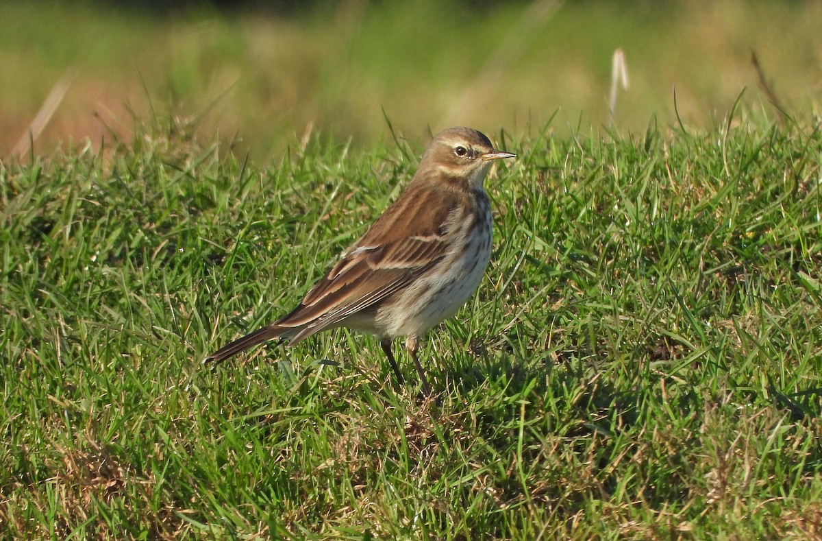 Water Pipit - ML645887846