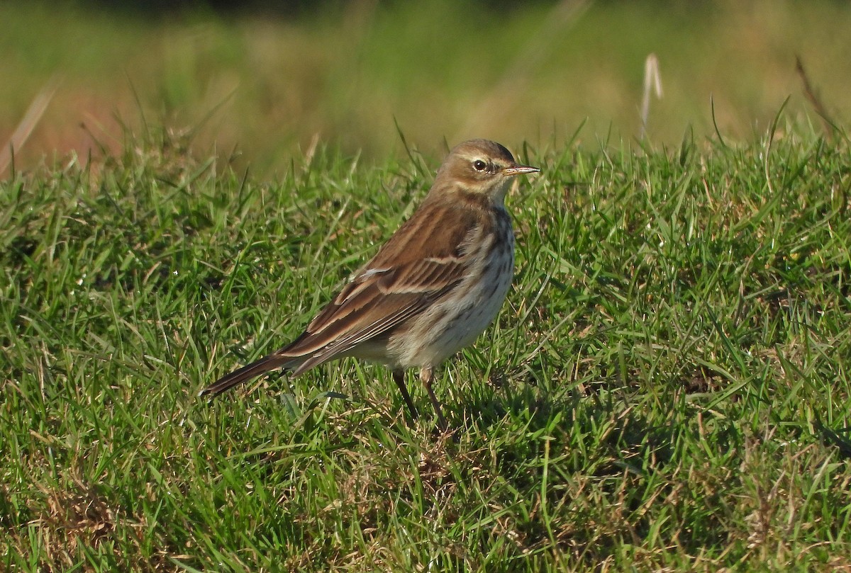 Water Pipit - ML645887847
