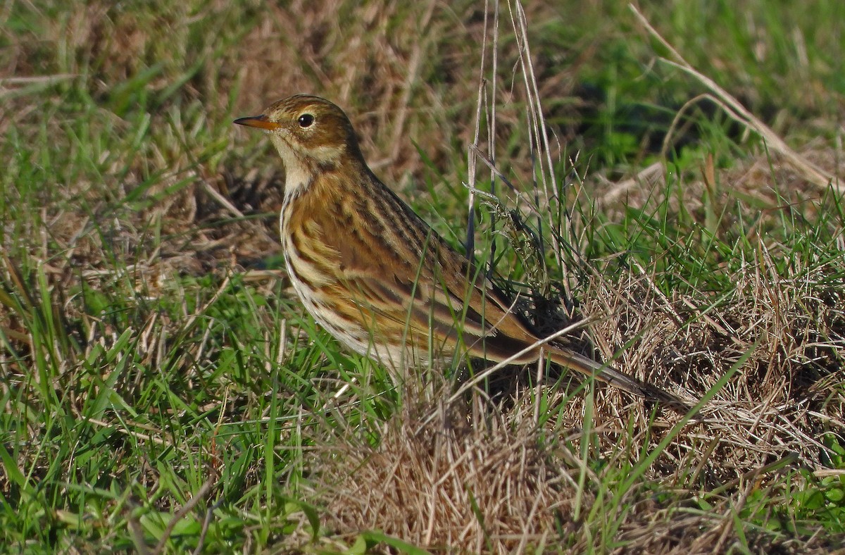 Meadow Pipit - ML645887858