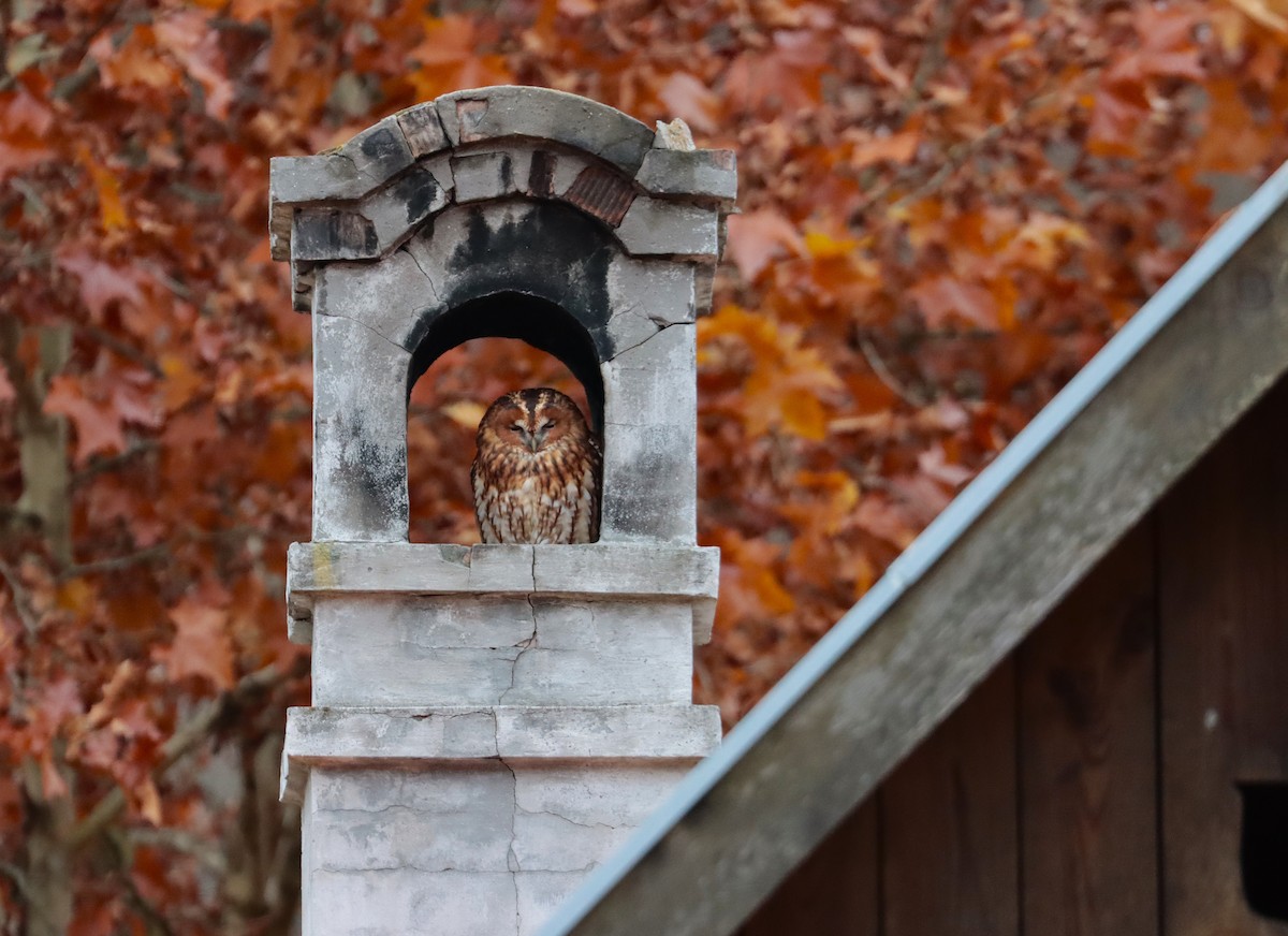 Tawny Owl - ML645887863