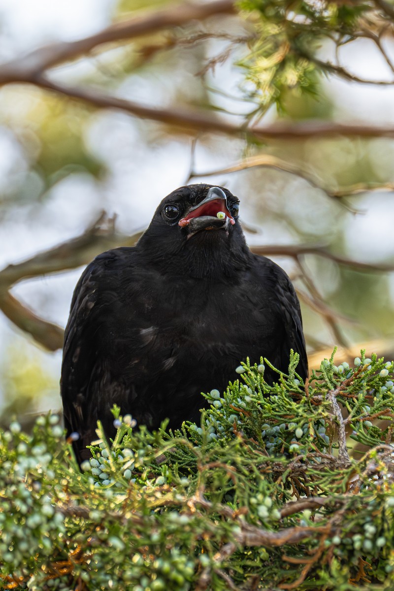 Fish Crow - ML645887864