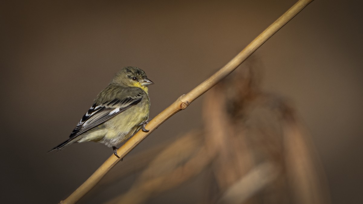 Lesser Goldfinch - ML645887866
