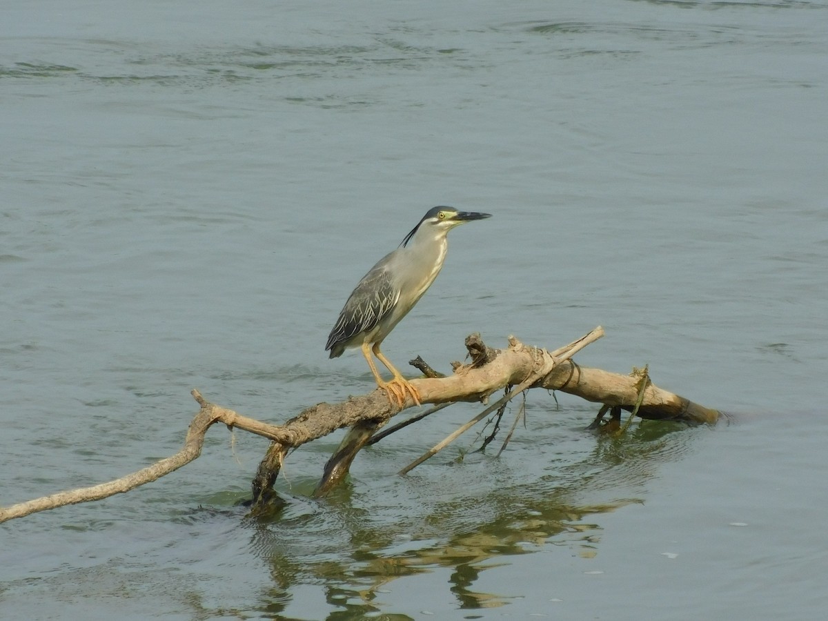 Little Heron - ML645887867