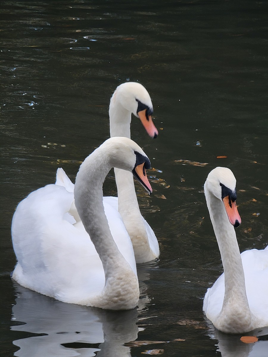 Лебідь-шипун - ML645887874