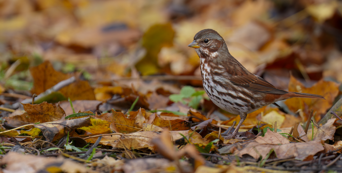 Fox Sparrow - ML645887877