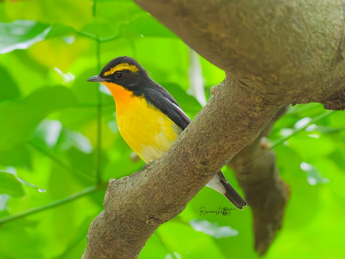 黃眉黃鶲 - ML645887884