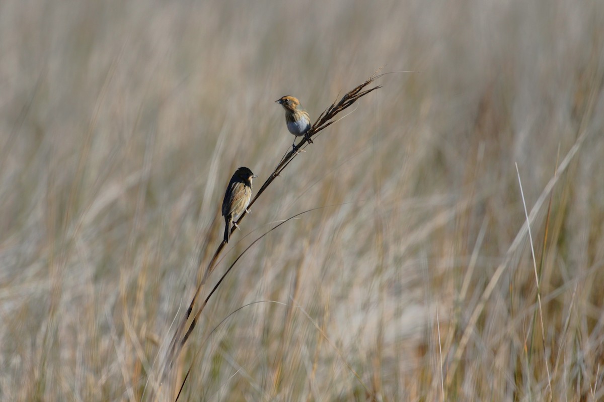 Nelson's Sparrow (Interior) - ML645887892