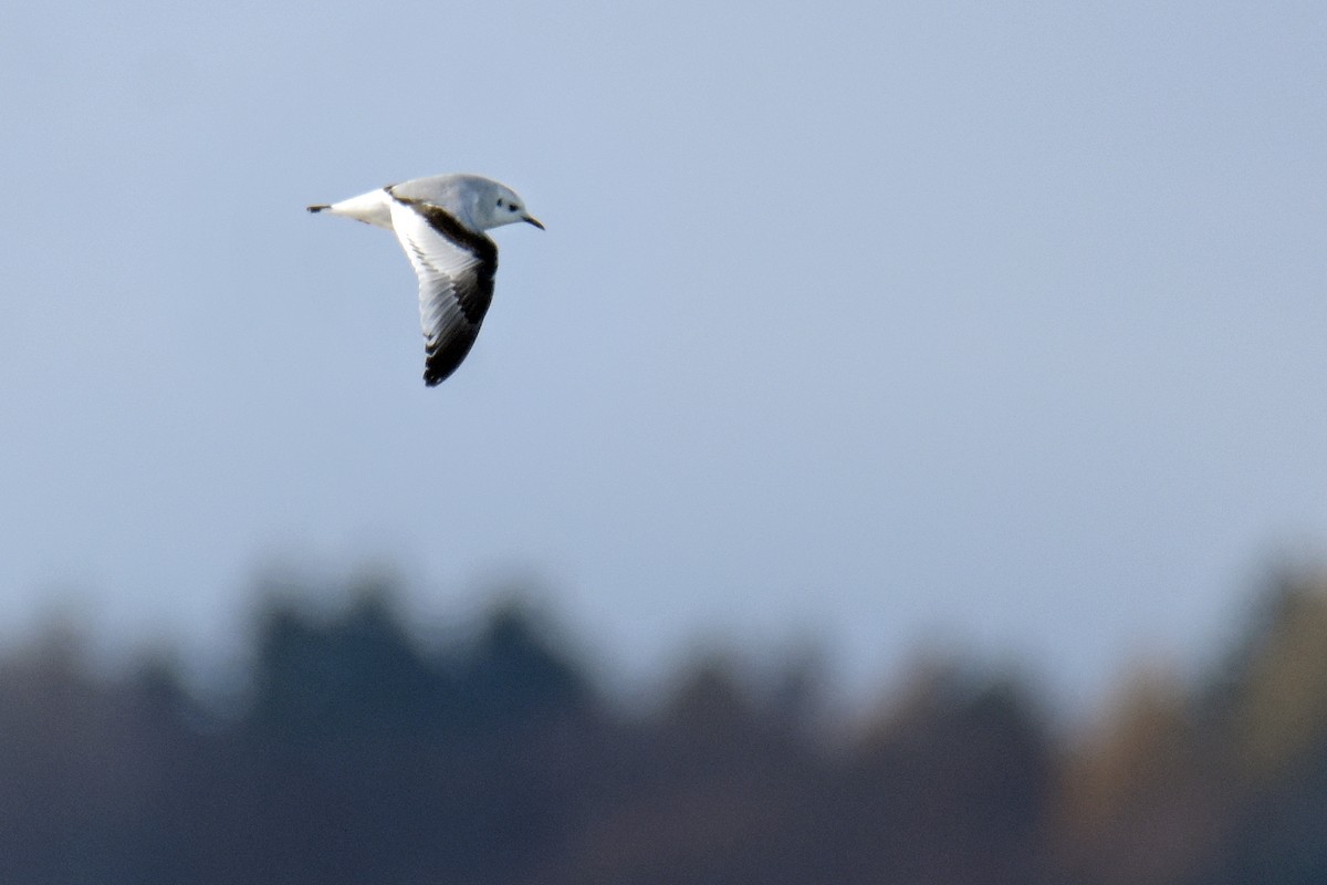 Little Gull - ML645887898