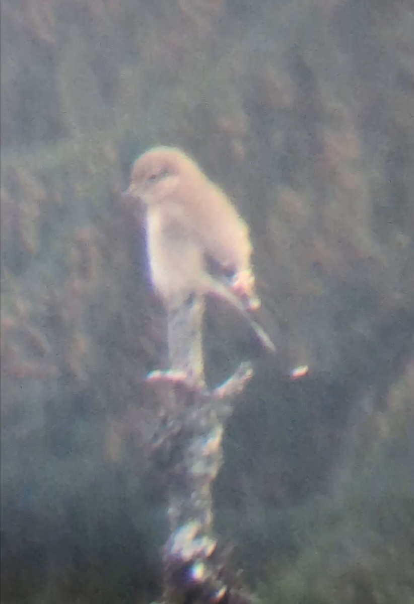 オオモズ - ML645887899