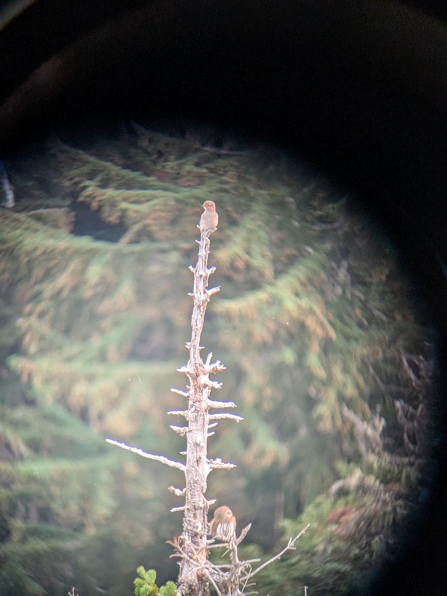 オオモズ - ML645887900