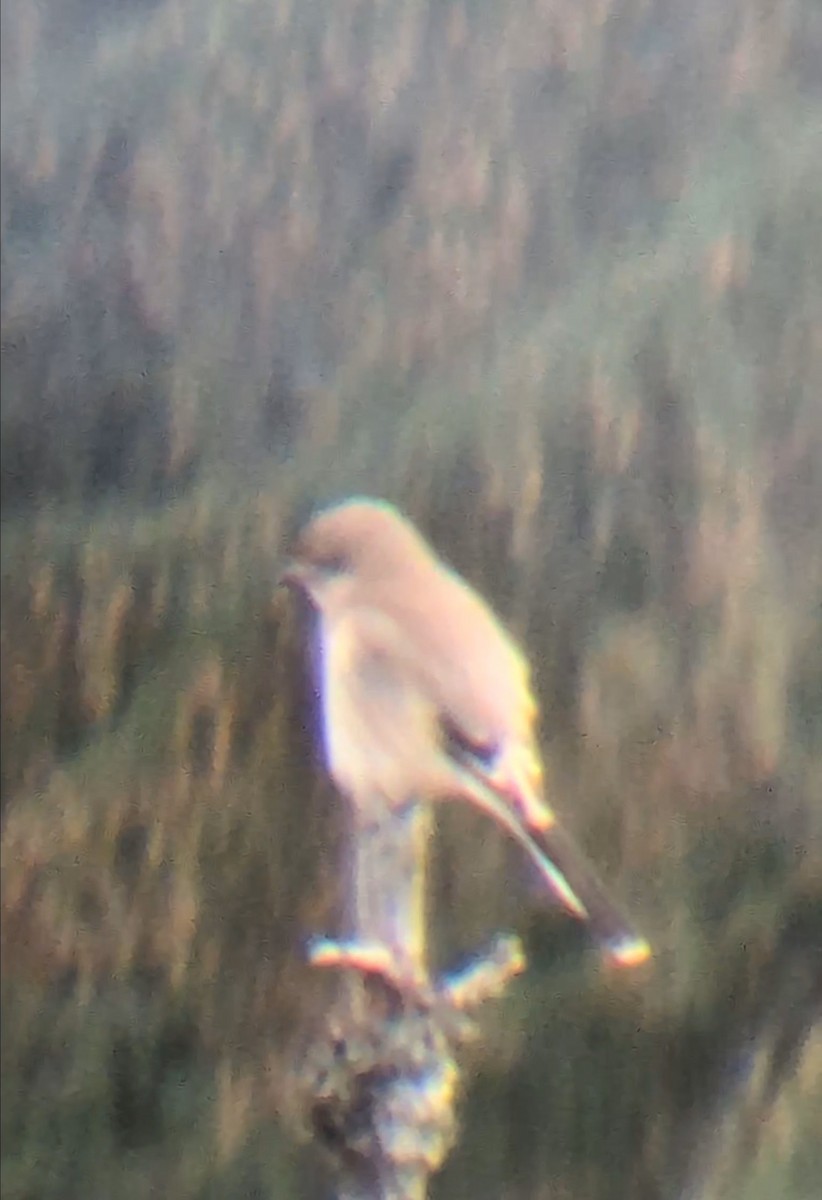 オオモズ - ML645887901