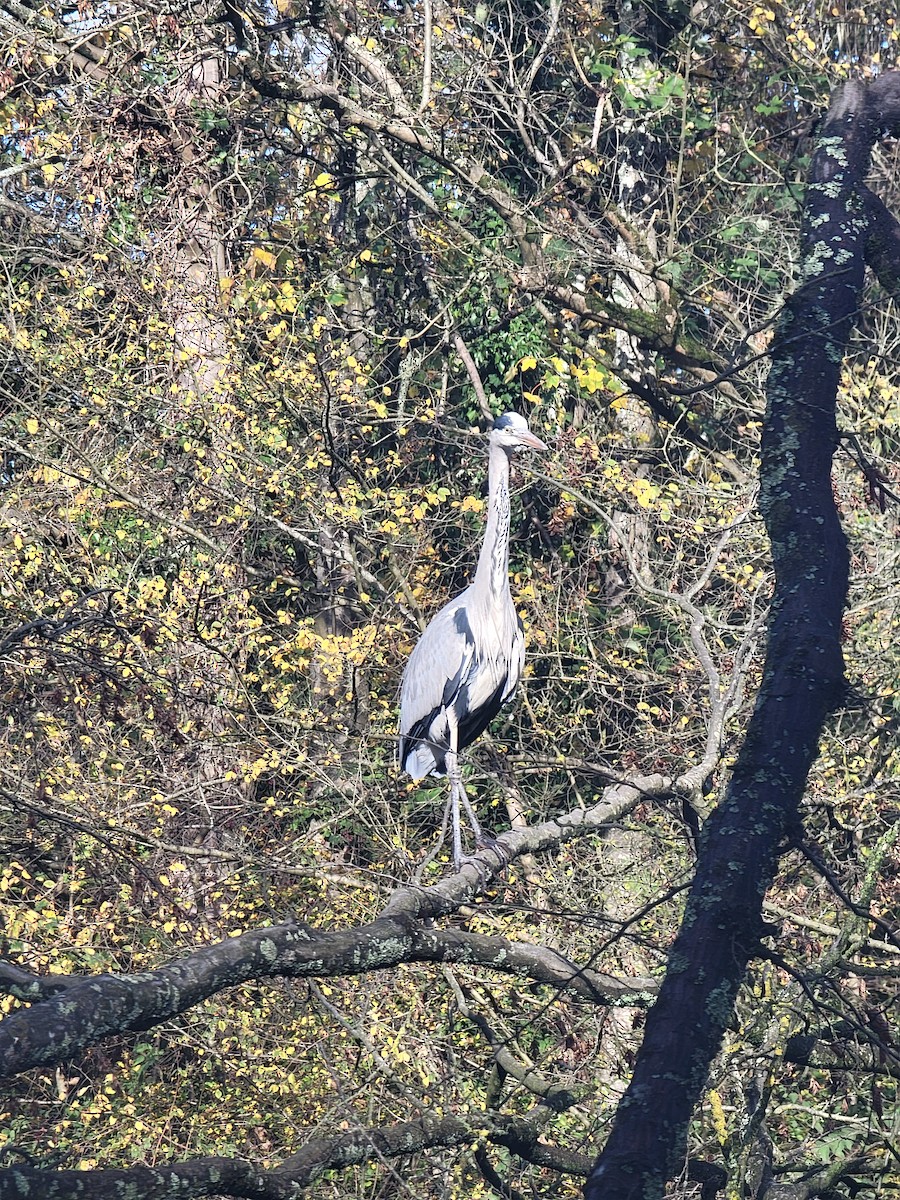 Gray Heron - ML645887903