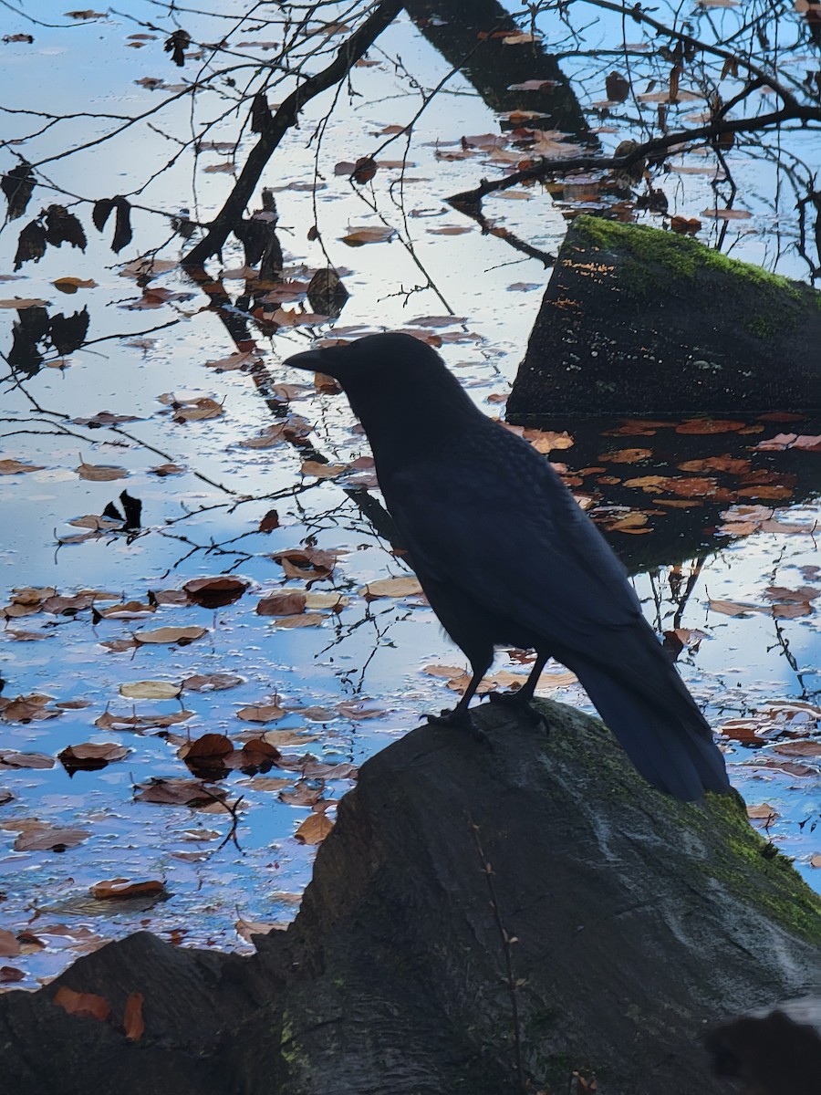 Carrion Crow - ML645887908