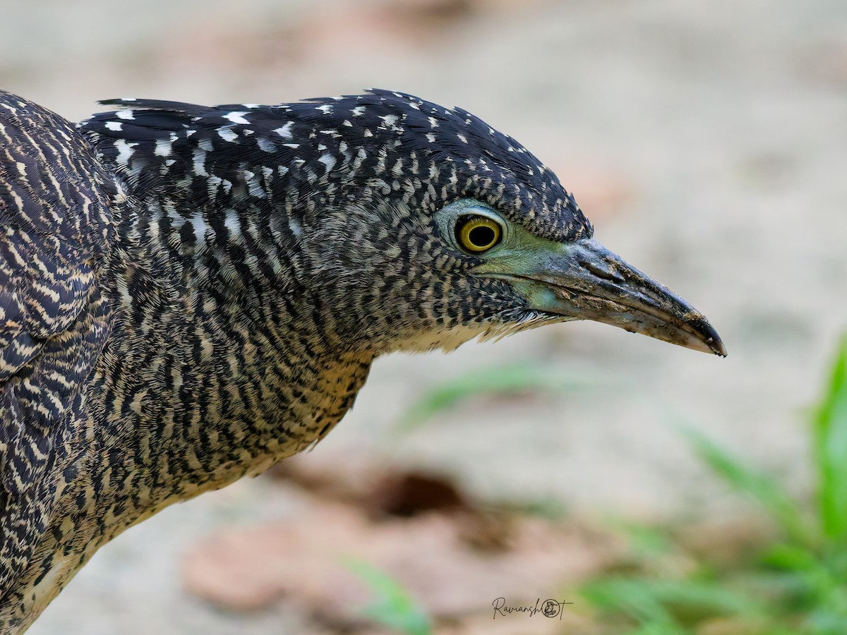 duskdverghegre - ML645887911