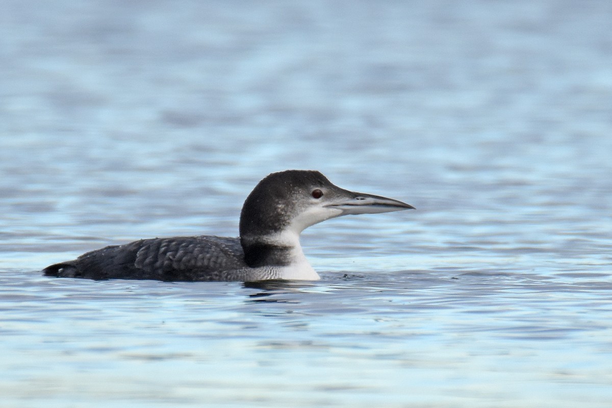 Common Loon - ML645887918