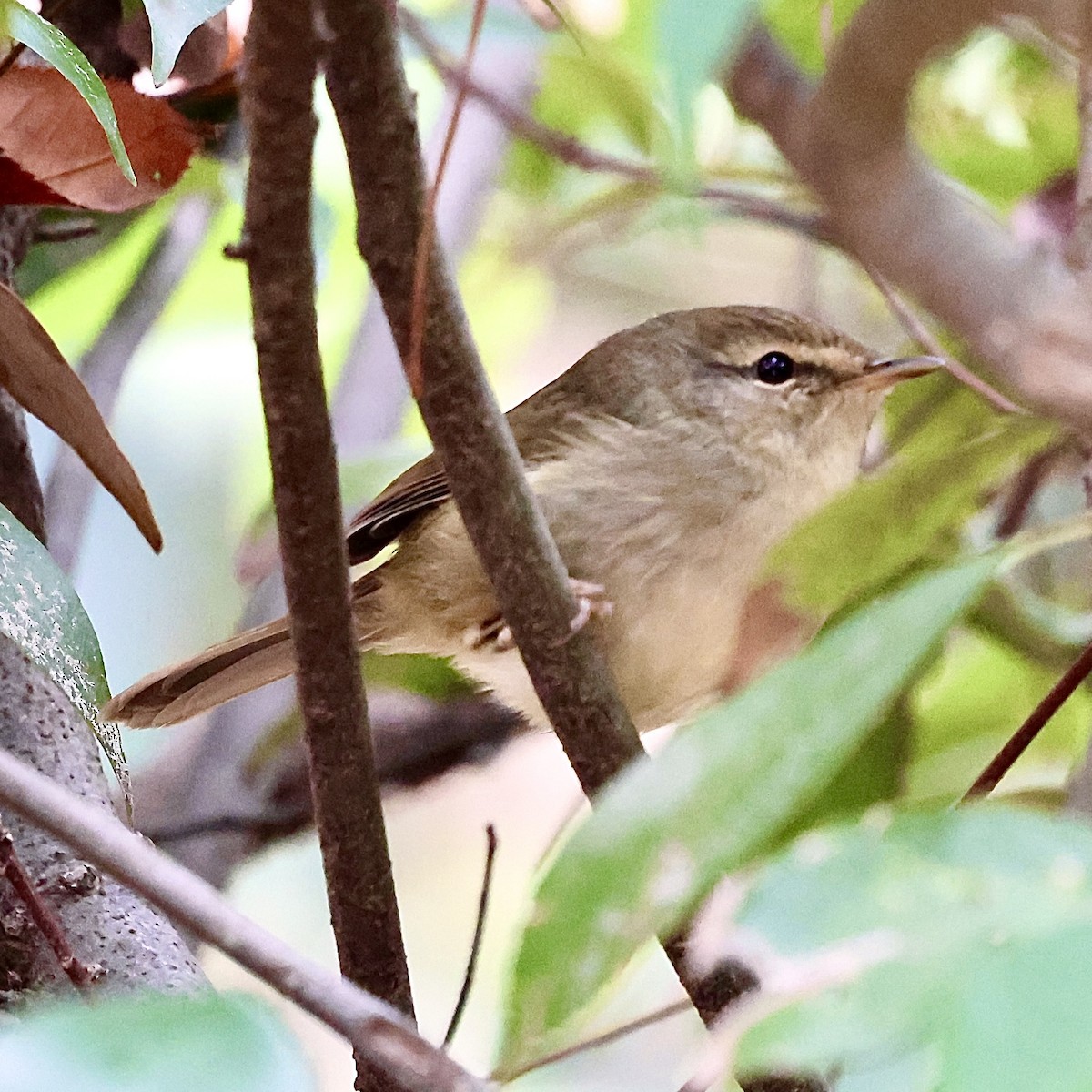 Широкохвістка китайська - ML645887919