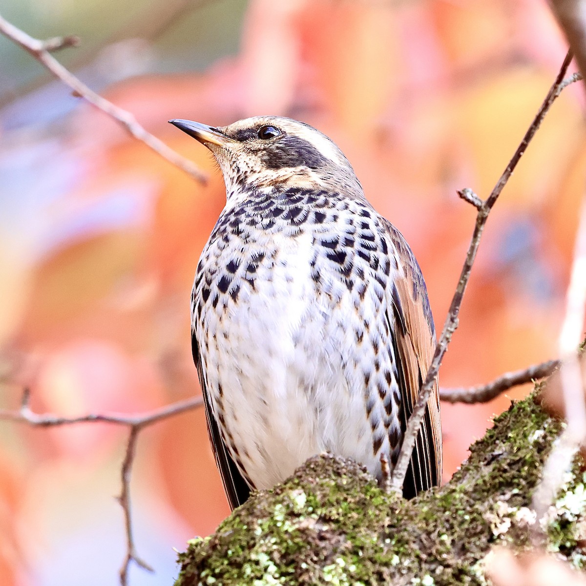 Дрізд темний - ML645887925