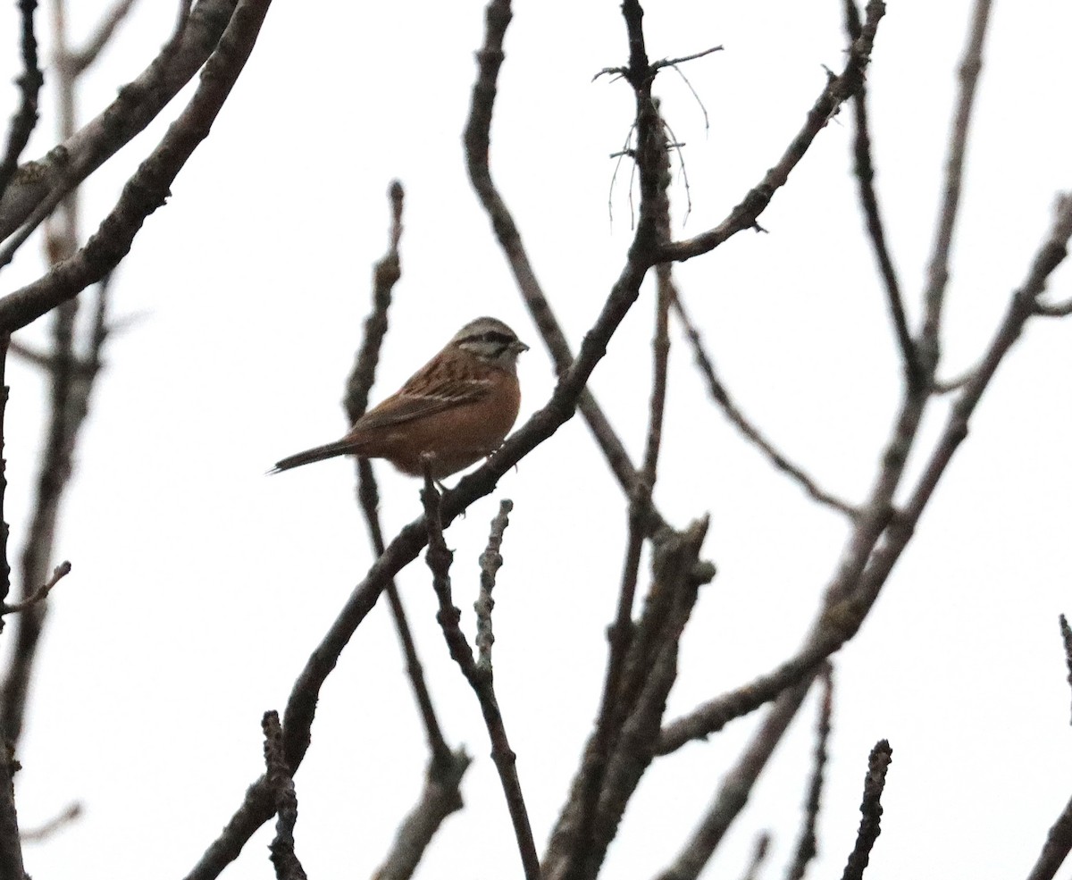 Rock Bunting - ML645887926