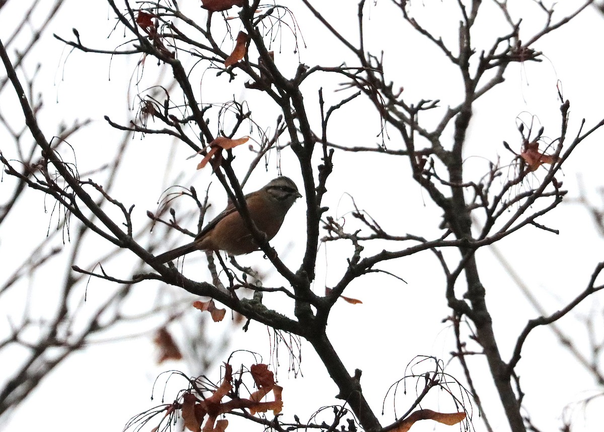 Rock Bunting - ML645887927