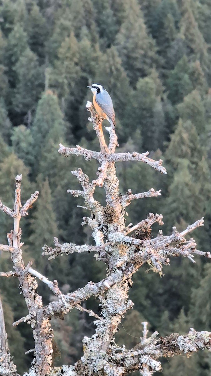 Red-breasted Nuthatch - ML645887931