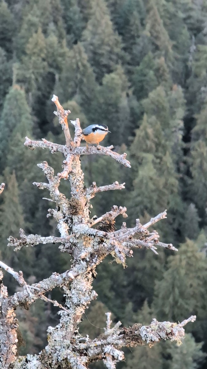 Red-breasted Nuthatch - ML645887933