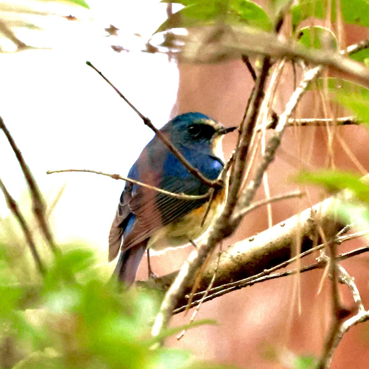 Синьохвіст тайговий - ML645887937