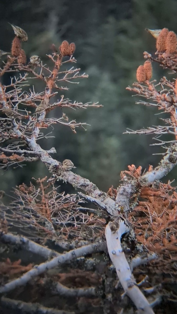 Pine Siskin - ML645887940