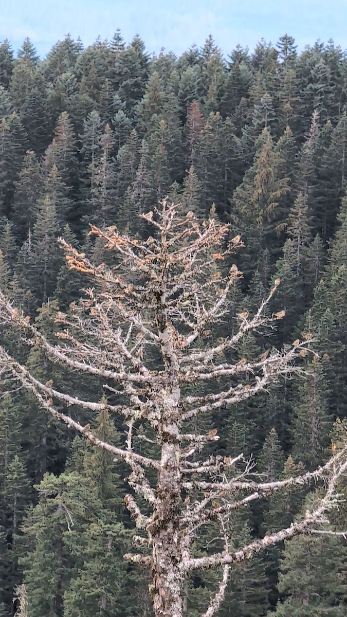 Pine Siskin - ML645887941