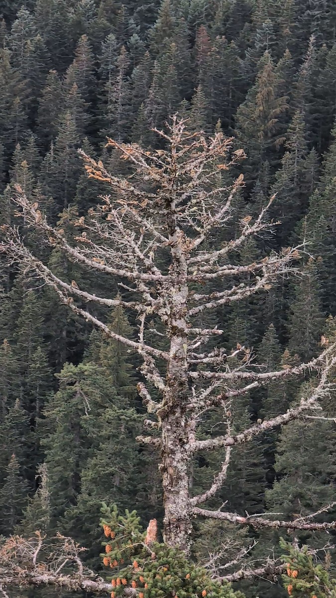 Pine Siskin - ML645887942