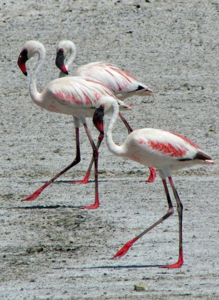 Zwergflamingo - ML645887943