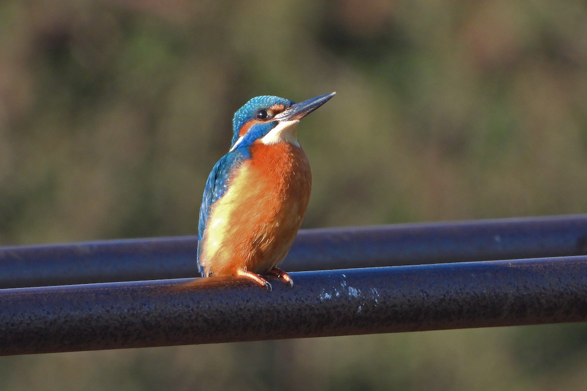 Common Kingfisher - ML645887948