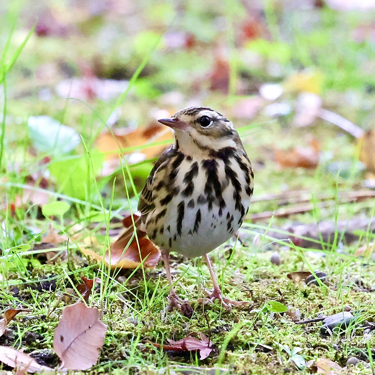 Щеврик оливковий - ML645887949