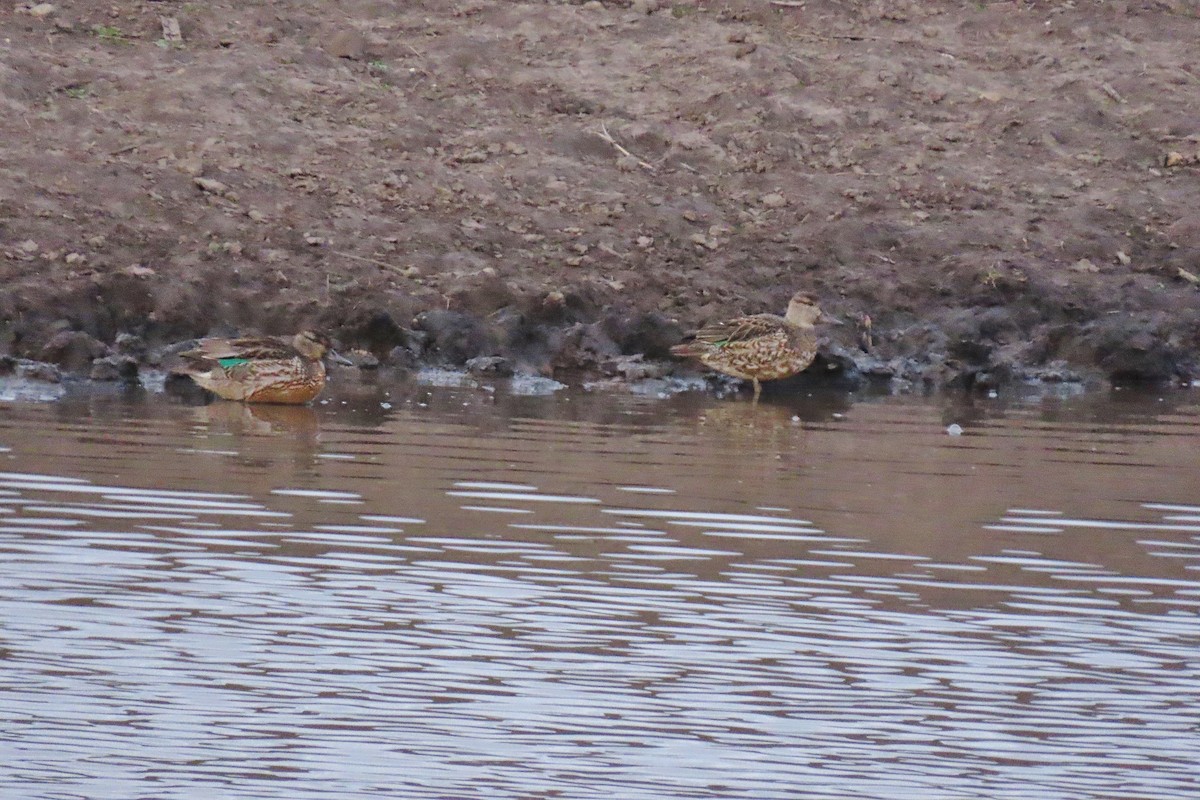 Cerceta Común - ML645887950