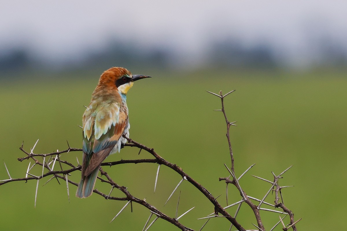 European Bee-eater - ML645887951